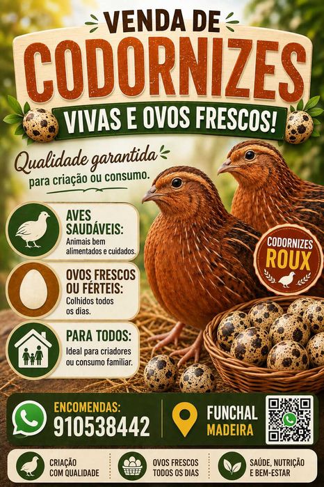 Ovos Galados de Codorniz Gigante – 3€/Dúzia – Funchal (Madeira)