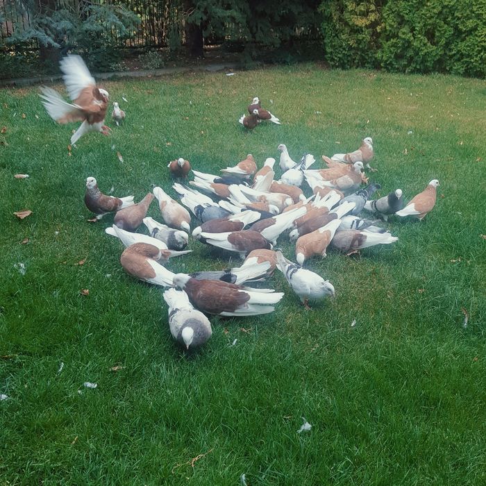 Sprzedam gołębie ozdobne permskie białogłowe