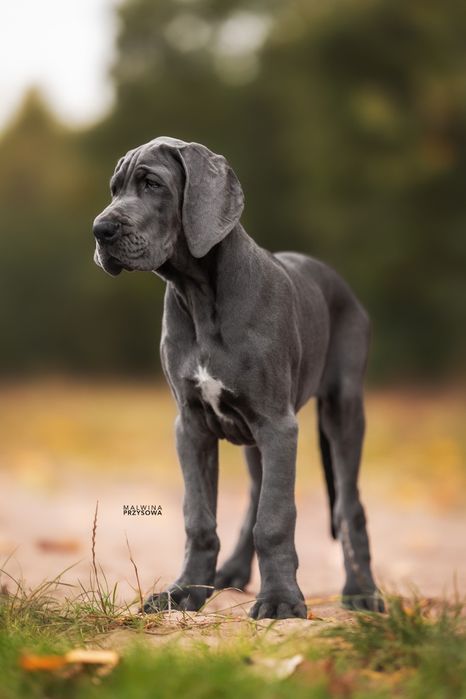 Dog Niemiecki suczka