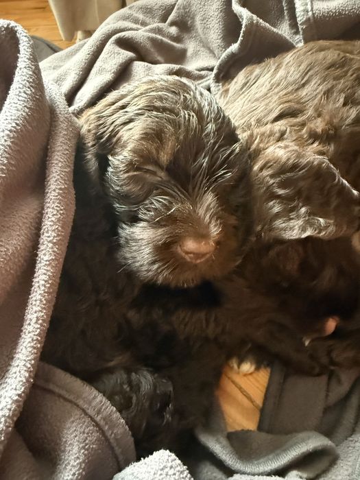 Cao de água portugues castanho- ultimo