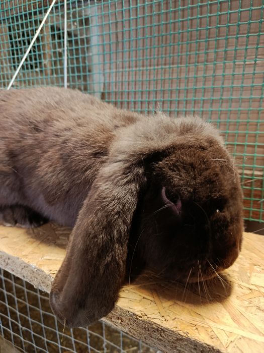 Baran Francuski ( Samiec )