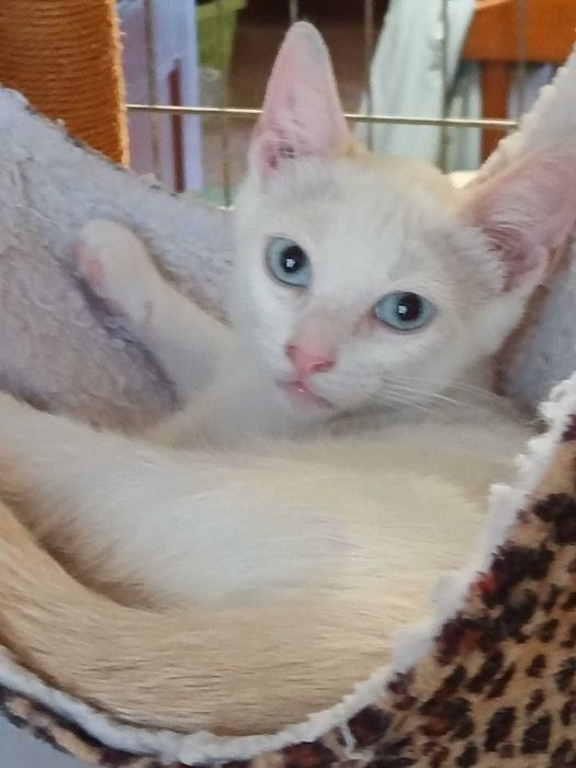 Gatinha para adoção