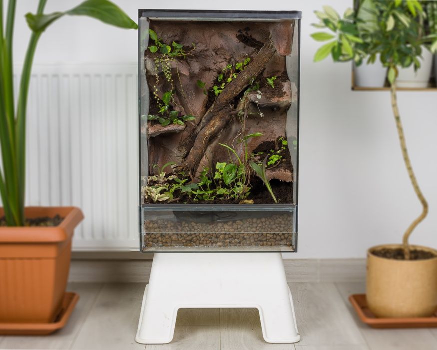 Terrarium tropikalne 40x40x60