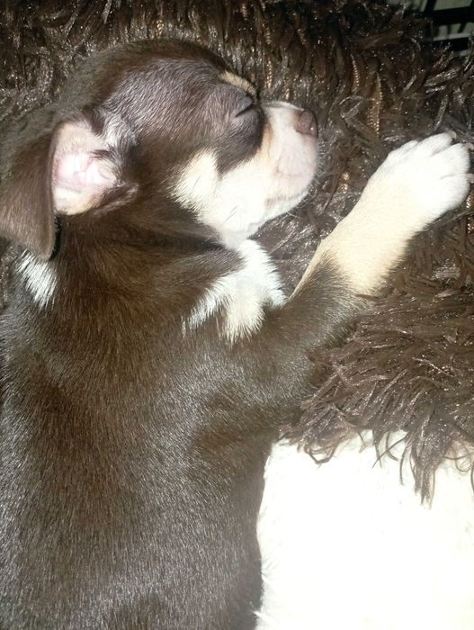 Piesek Chihuahua krótkowłosy