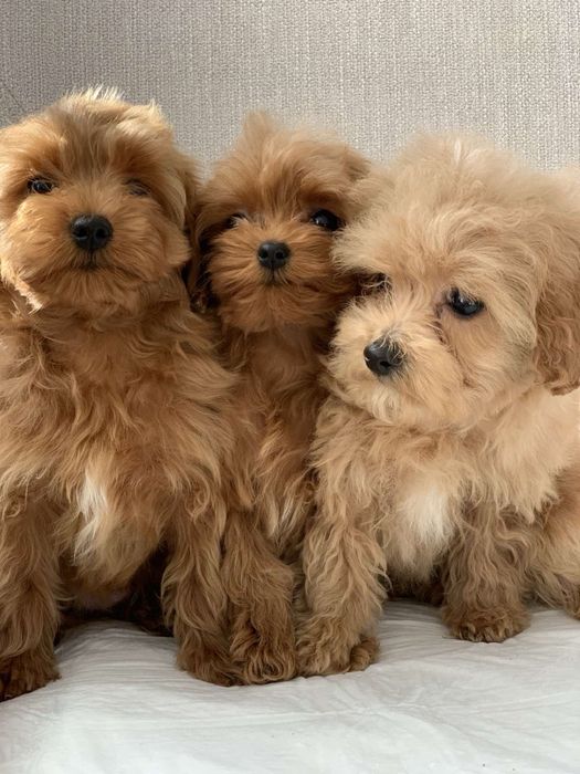 Мальтіпу,яскраві малючки