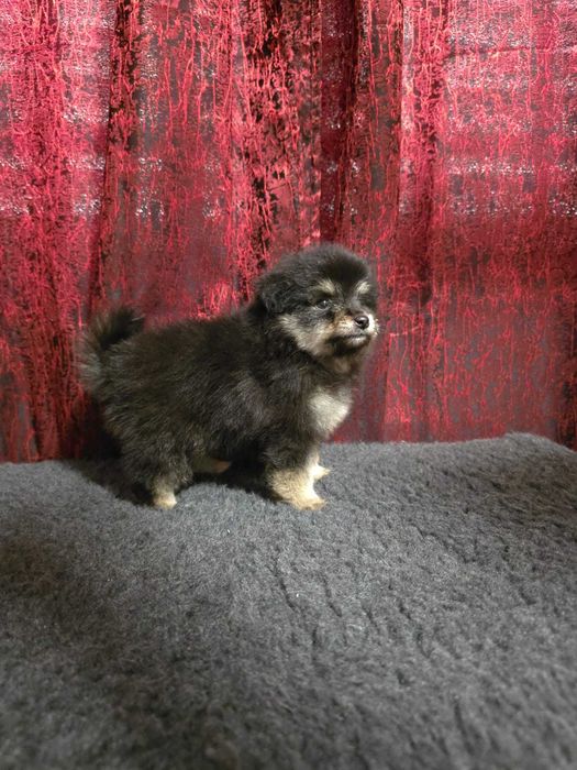 Sptiz Alemão Anão/Lulu da Pomerânia MINI