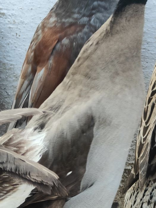 Pato corredor Indiano macho