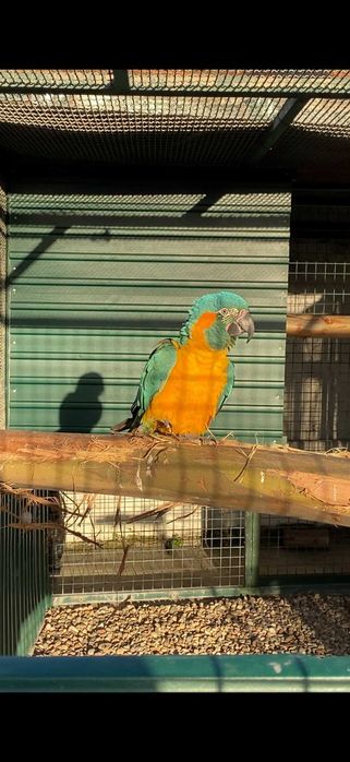 Vendo Arara Glaucogularis ou troco por femea.