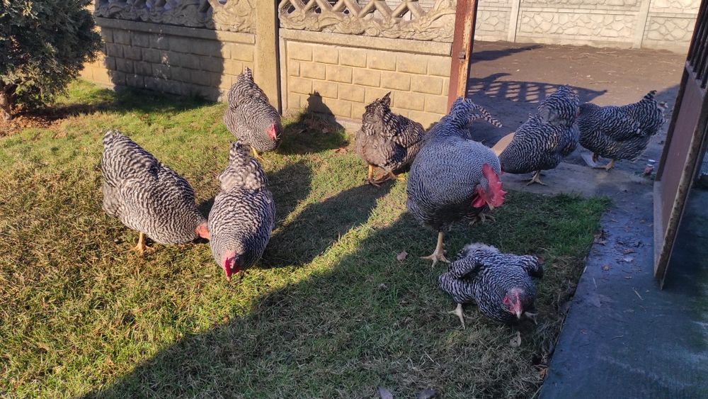 Куры, Петухи. Взрослые, Молодые.  Мускусные утки, селезни. Цесарки.