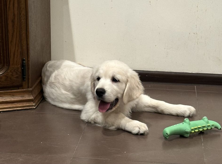 Golden retrever piesek z rodowodem FCI FCI