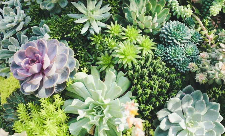 Сукуленти для флораріума, колекції. Ехверія, хавортія, еоніум та ін.