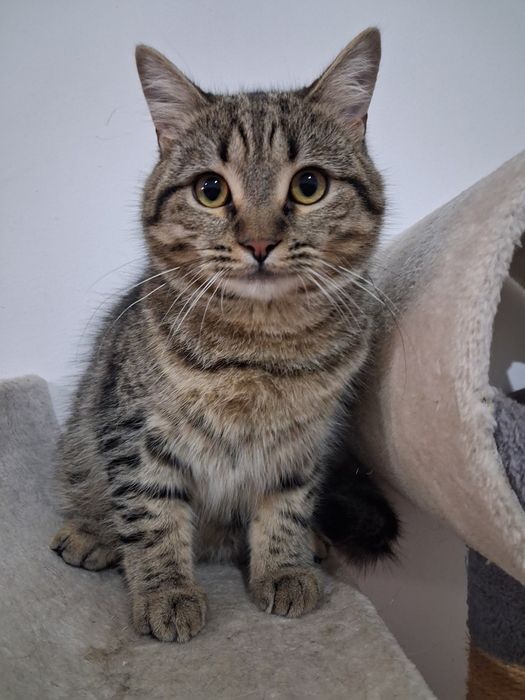 Gato british Shorthair tabby