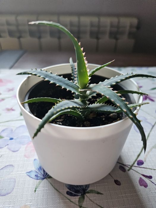 Aloes Red  Dragon sadzonka