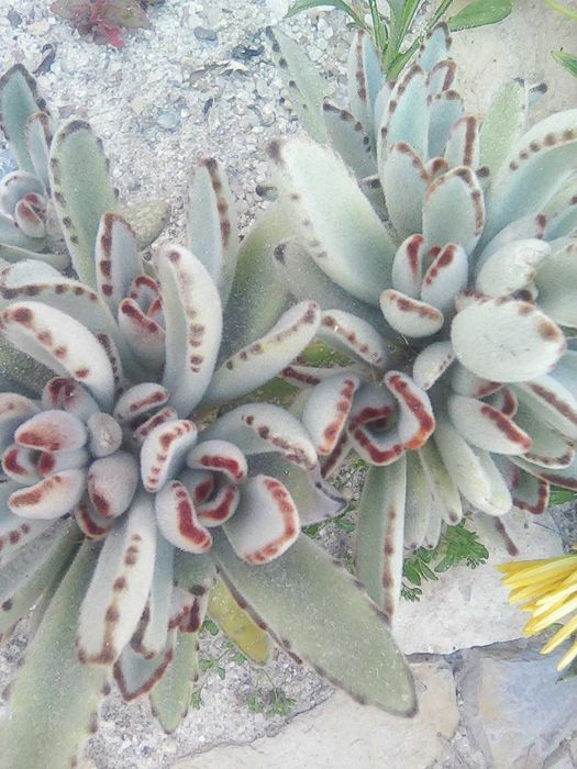 Vende suculentas e plantas variadas