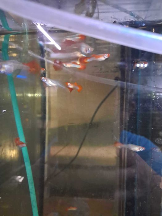 Poecilia reticulata gupik koi