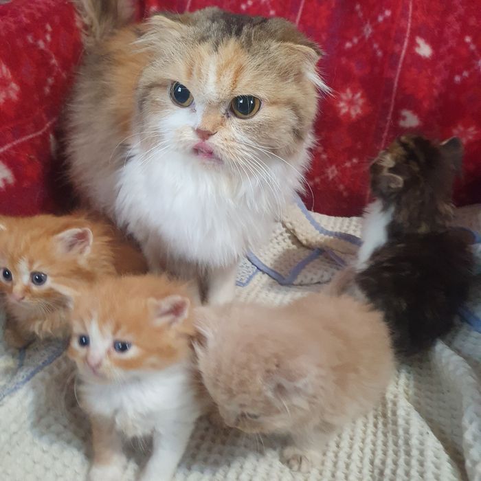 Р уде кошеня хлопчик