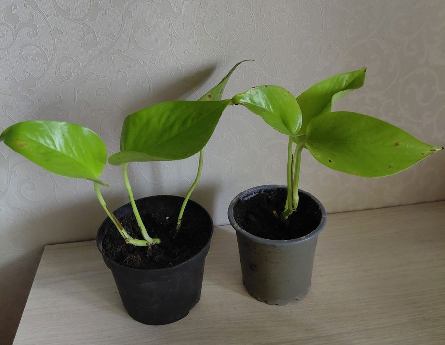 Епіпремнум Лайм )