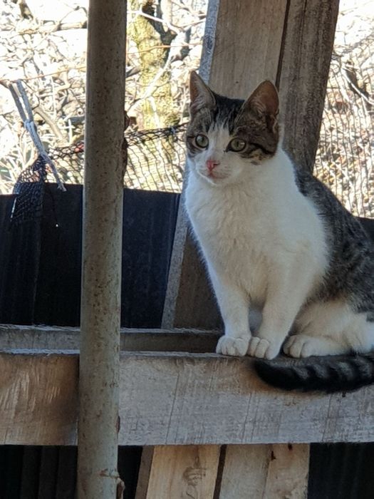 Девочка котёнок 5.5- 6 мес