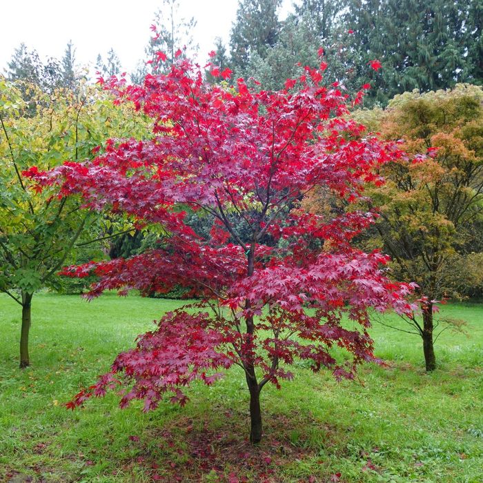 Acer Palmatum 150 cms