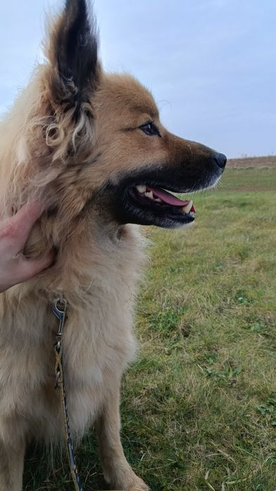 Cudowny pies szuka domu