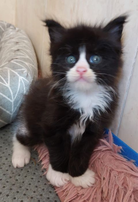 Przepiękne kocięta Maine Coon XXL