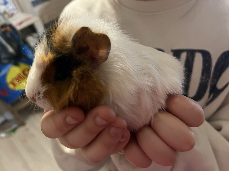 Swinka morska rozetka