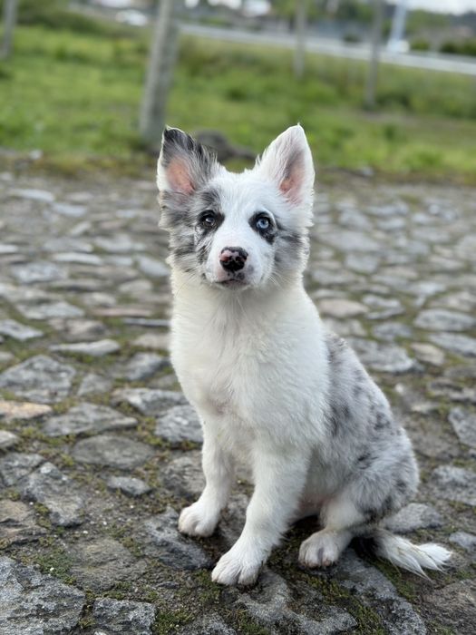 Border Collie azul merle