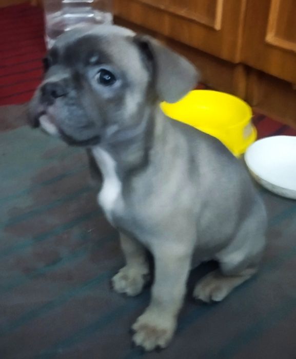 Продам цуценят Французький бульдог