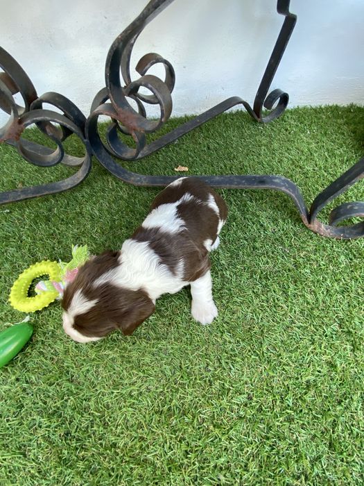 springer spaniel linha de trabalho