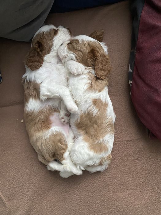 Szczeniaki cavalier king charles spaniel