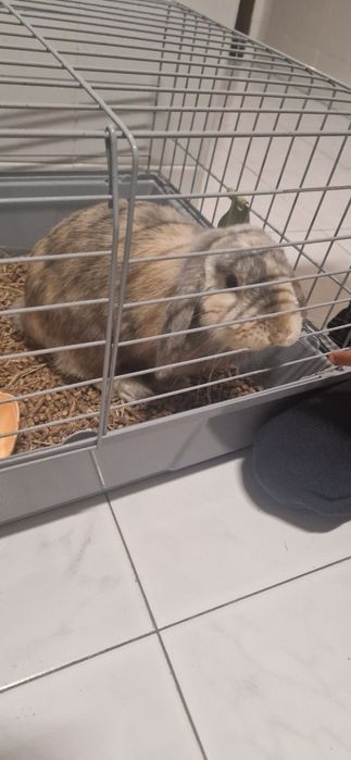 Vendo coelho orelhudo (8 meses)