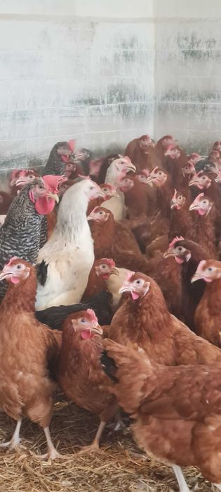 KURY KURKI KOKOSZKI i z wolnegowybiegu.Już Niosą jaja! DOWÓZ GRATIS