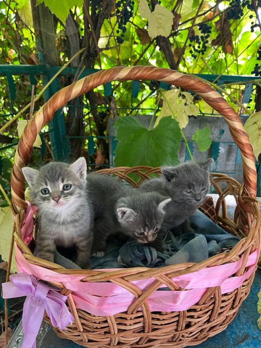 Котики муркотики