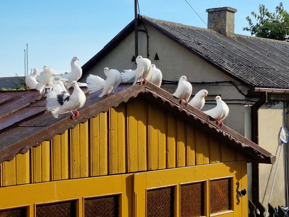 Gołębie pawiki ozdobne