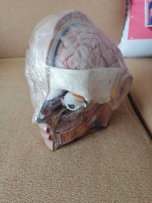 Modelo anatómico cabeça 6 partes, novo, 3BScientific