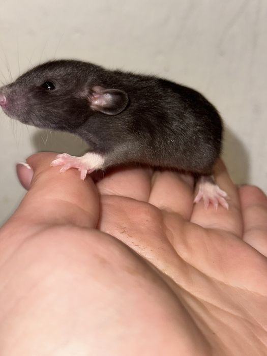 Крысынята Дамбо девчушкі и мальчишки , щурики, крисинята хлопці.