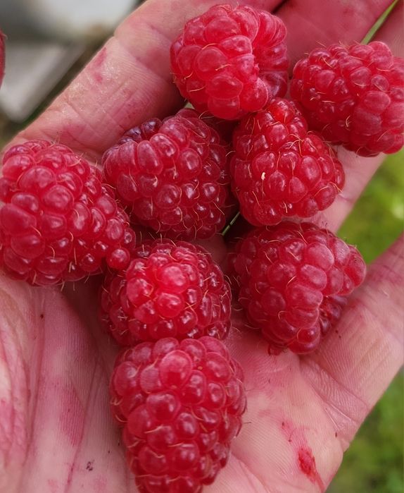 100% Domowy Sok Malinowy 2025