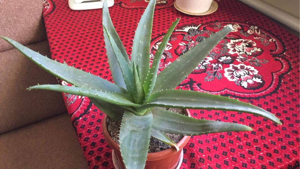 Алоє Вера від 5 років