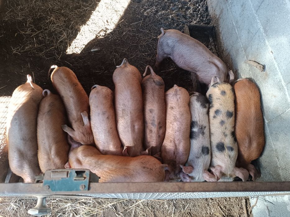 Leitões landerace e duroc