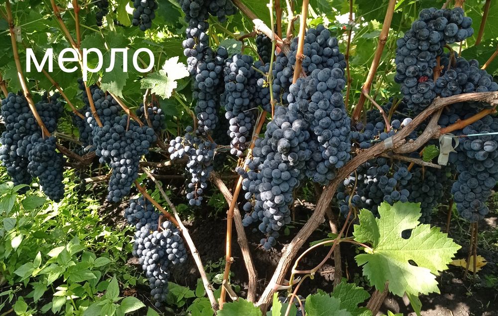 Саджанці технічних сортів винограду