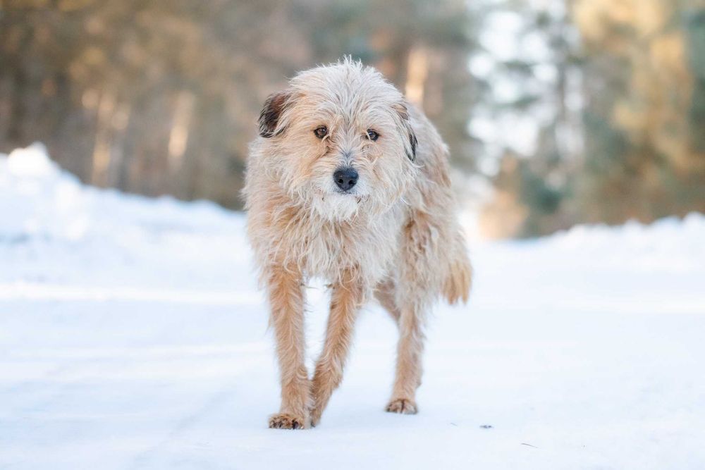 SAFFY - przemilutki, terierkowy psiaczek o łagodnych oczkach