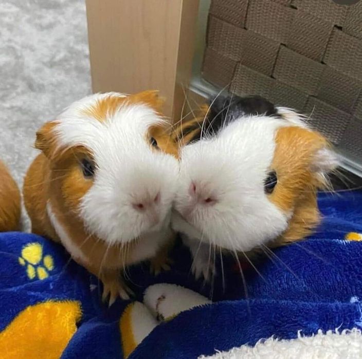 Малиші морських свинок. Є різні породи