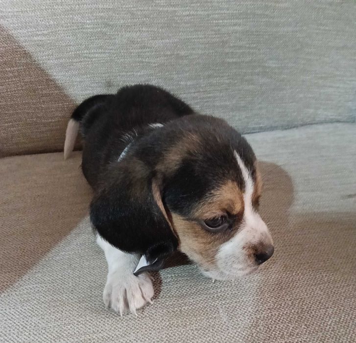 Beagle macho tricolor lindo