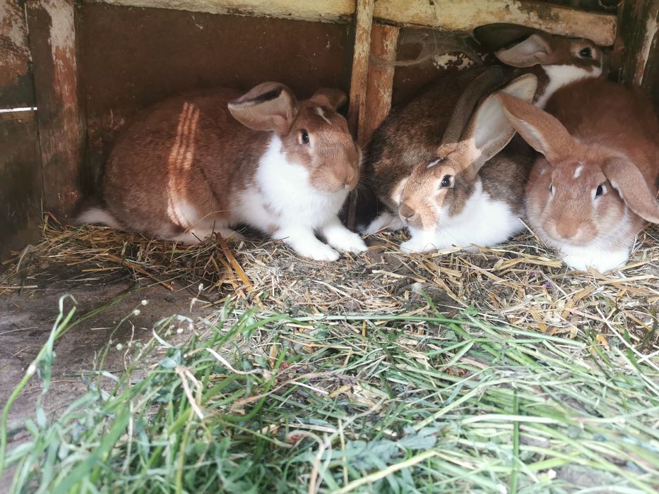 Króliki sprzedam