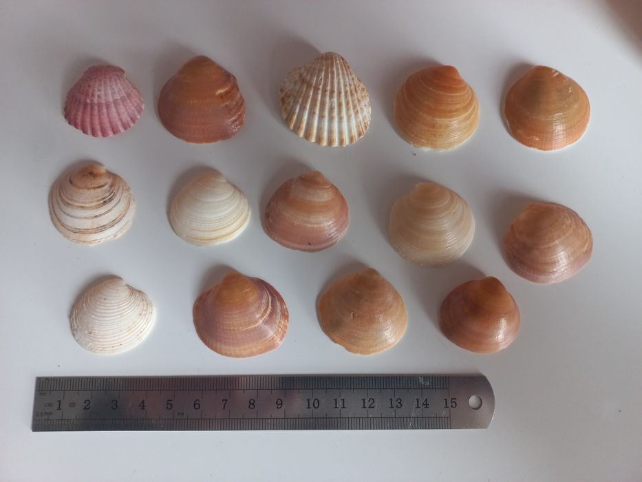 Conchas para aquário