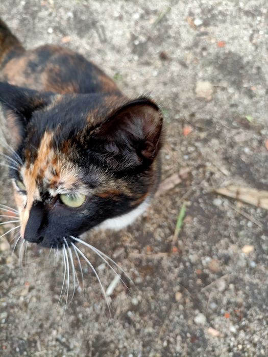 Gatinha tartaruga para adoção
