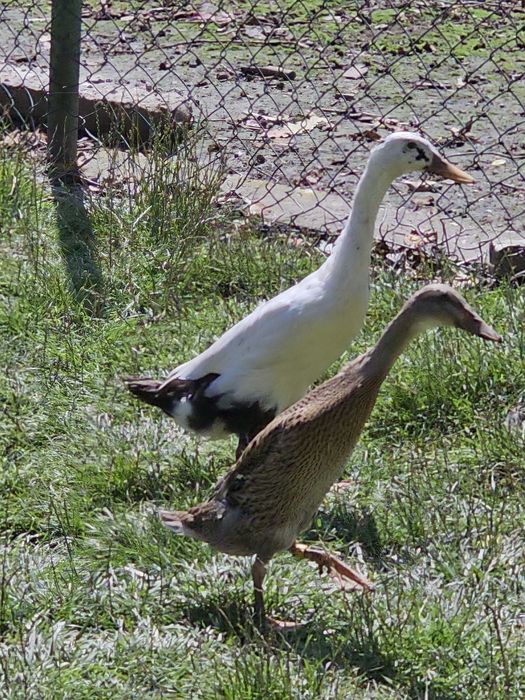 Kaczki biegusy samice i samce