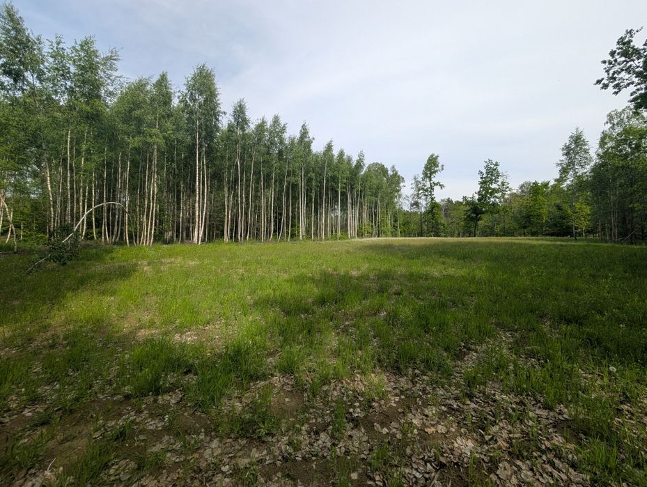 Działka  6500 m² – warunki zabudowy  Patryki