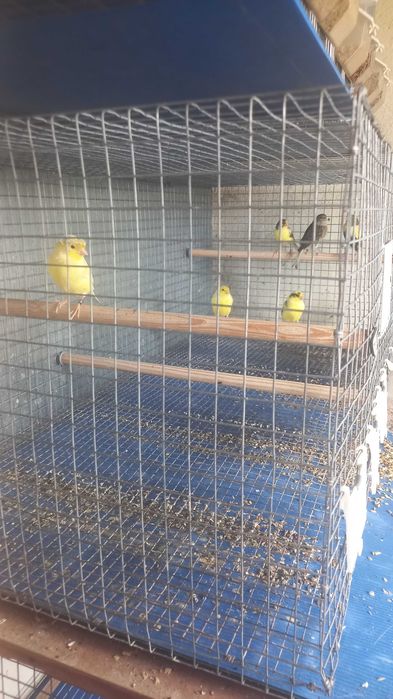 Canarios Timbrado Espanhol