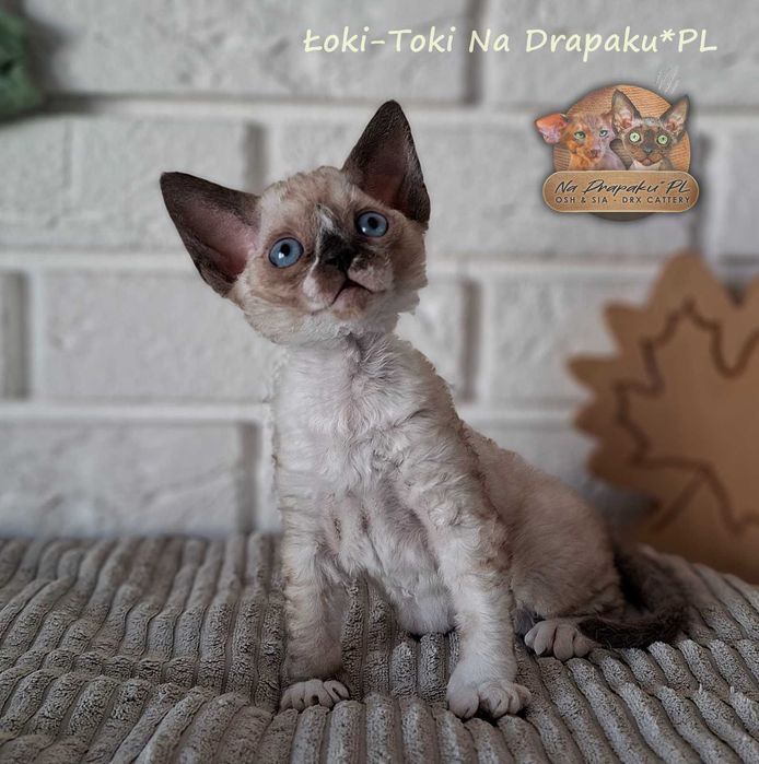 Łoki toki kocurek Devon Rex